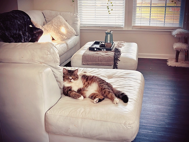 cat